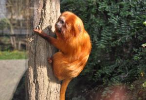 Tamarin lion doré (Leontopithecus rosalia)