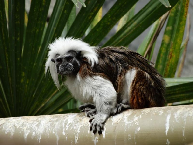 Tamarin pinché (Saguinus oedipus)