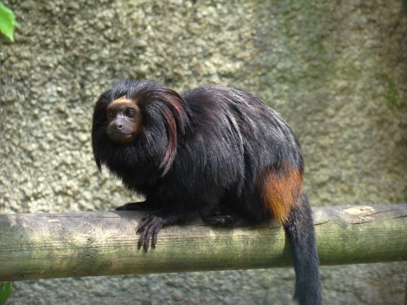 Tamarin-lion à face noire (Leontopithecus caissara)