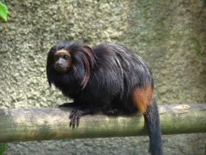 Tamarin-lion à face noire (Leontopithecus caissara)
