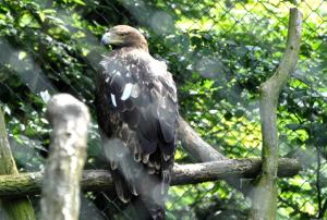 Aigle impérial (Aquila heliaca)