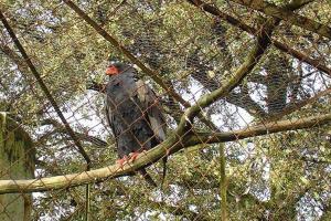 Bateleur des savanes - Accipitriformes (Terathopius ecaudatus)