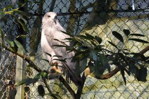 Buse aguia (Geranoaetus melanoleucus)