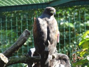 Buse de Harris (Parabuteo unicinctus)