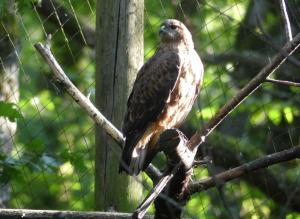 Buse féroce (Buteo rufinus)