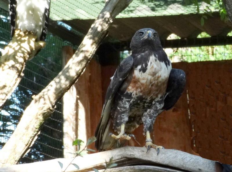 Buse rounoir (Buteo rufofuscus)