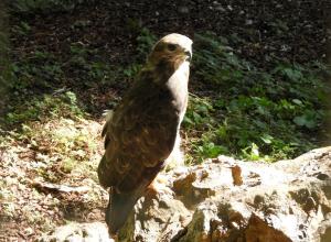 Buse variable (Buteo buteo)