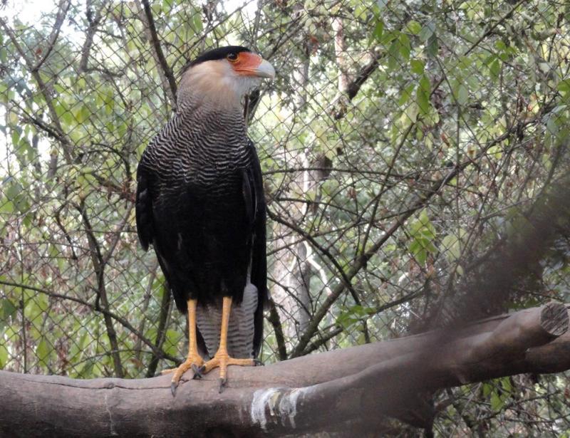 Caracara huppé (Caracara plancus)