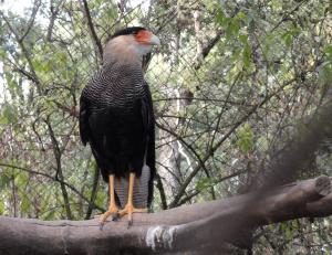 Caracara huppé (Caracara plancus)
