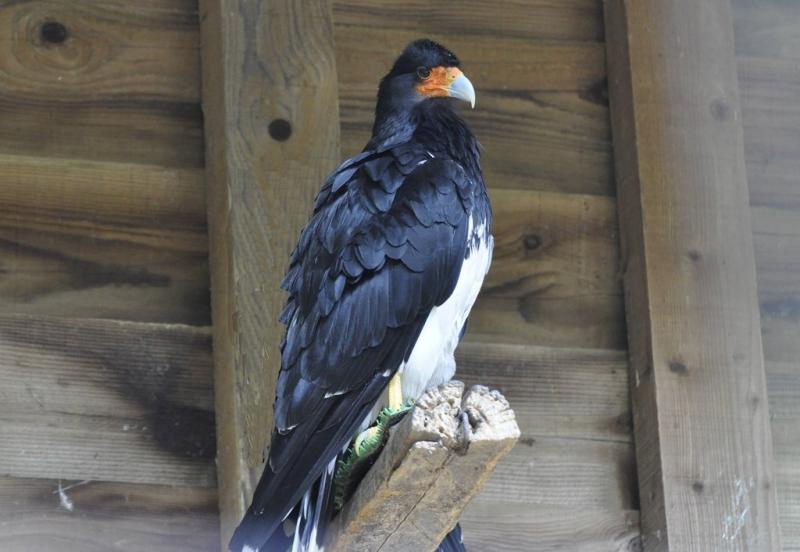 Caracara montagnard (Phalcoboenus megalopterus)