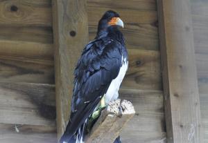 Caracara montagnard (Phalcoboenus megalopterus)