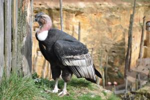 Condor des Andes (Vultur gryphus)