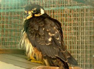 Faucon aplomado (Falco femoralis)