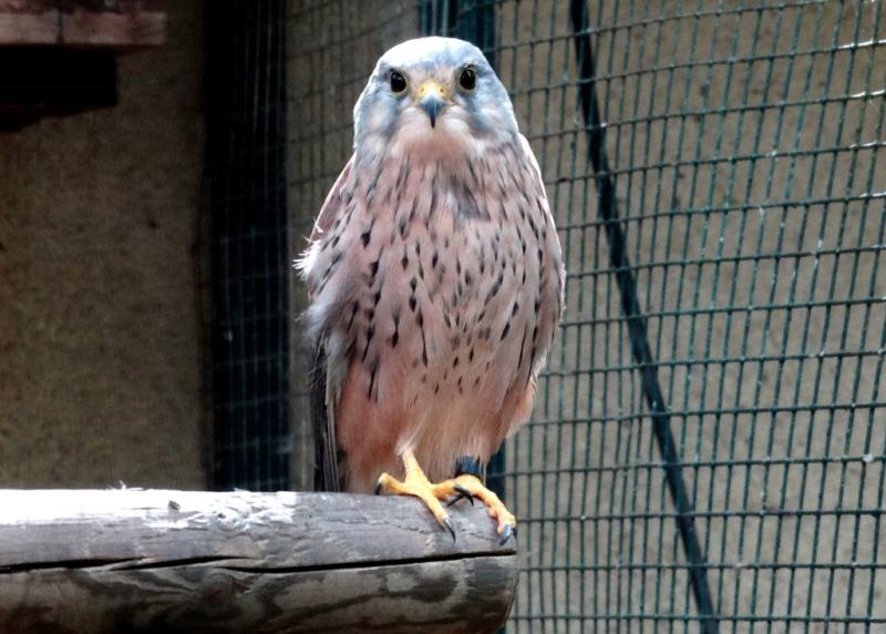 Faucon crécerelle (Falco tinnunculus)