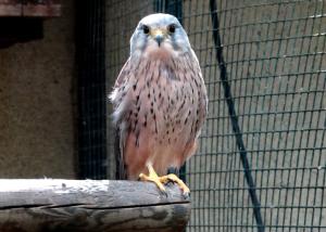 Faucon crécerelle (Falco tinnunculus)