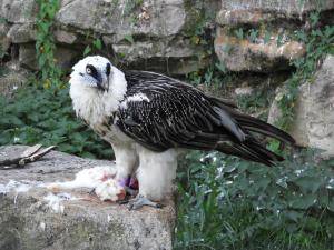 Gypaète barbu (Gypaetus barbatus)