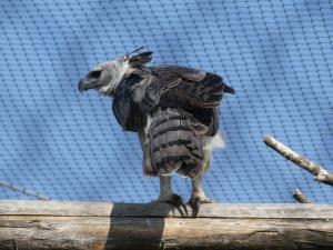 Harpie féroce (Harpia harpyja)