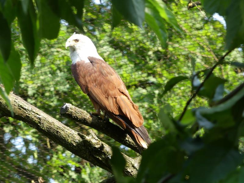 Milan de Brahme (Haliastur indus)