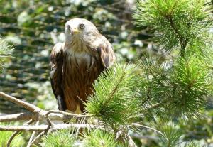 Milan royal - Accipitriformes (Milvus milvus)