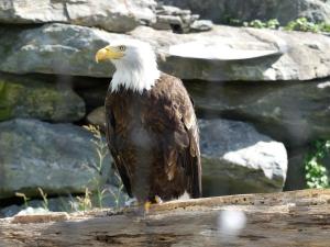Accipitriformes (Rapaces diurnes)