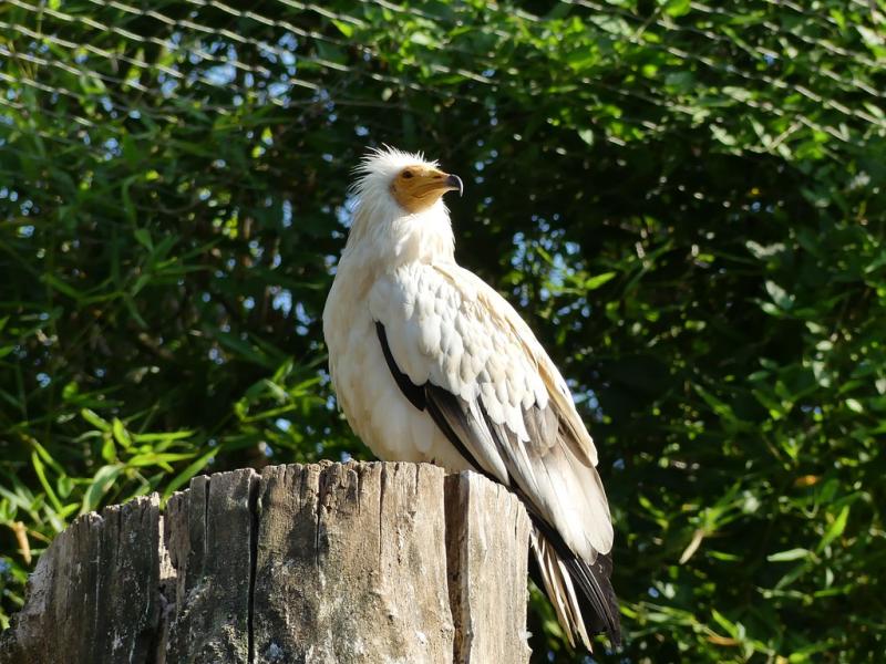 Percnoptère (Neophron percnopterus)