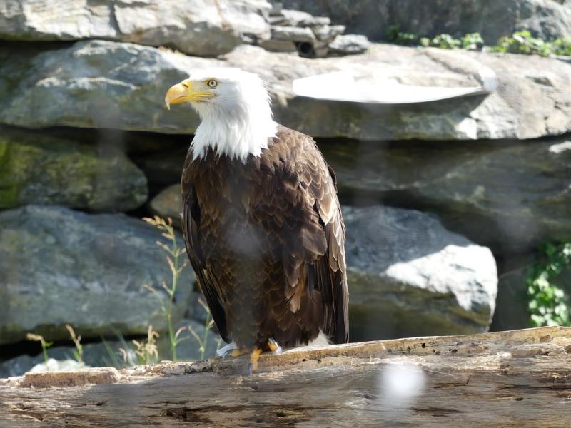 Pygargue à tête blanche (Haliaeetus leucocephalus)