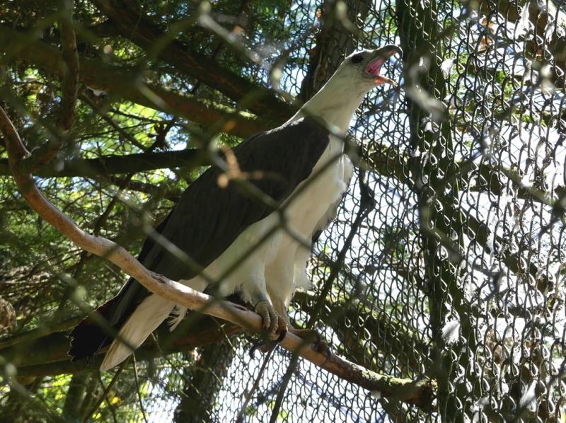 Pygargue blagre (Haliaeetus leucogaster)