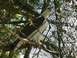 Pygargue blagre (Haliaeetus leucogaster)