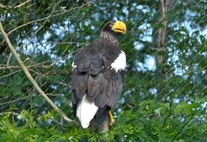Pygargue de Steller (Haliaeetus pelagicus)