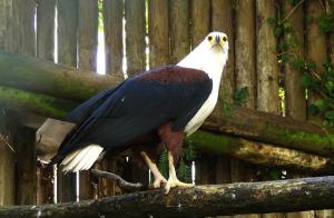 Pygargue vocifère (Haliaeetus vocifer)