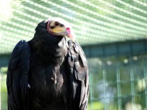 Urubu à tête jaune (Cathartes burrovianus)