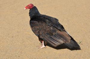 Urubu à tête rouge (Cathartes aura)