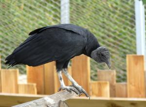 Urubu noir (Coragyps atratus)