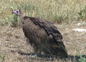 Vautour à capuchon (Necrosyrtes monachus)