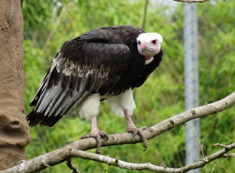 Vautour à tête blanche (Trigonoceps occipitalis)