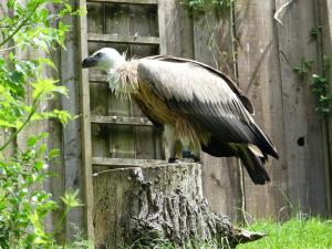 Vautour africain (Gyps africanus)