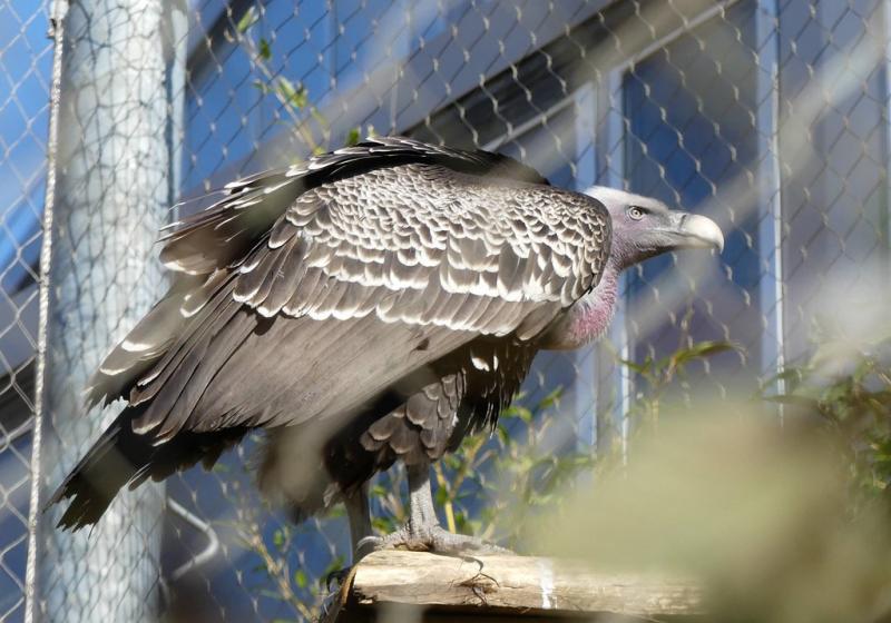 Vautour de l'Himalaya (Gyps himalayensis)