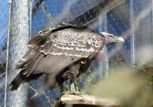 Vautour de l'Himalaya (Gyps himalayensis)