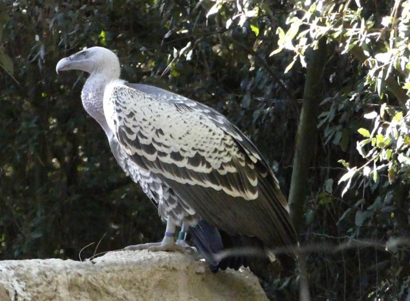 Vautour de Rüppell (Gyps rueppelli)