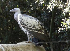 Vautour de Rüppell (Gyps rueppelli)