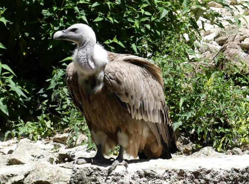 Vautour fauve (Gyps fulvus)