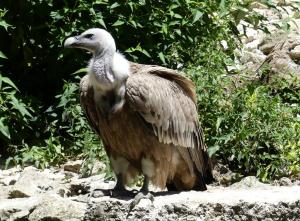 Vautour fauve (Gyps fulvus)