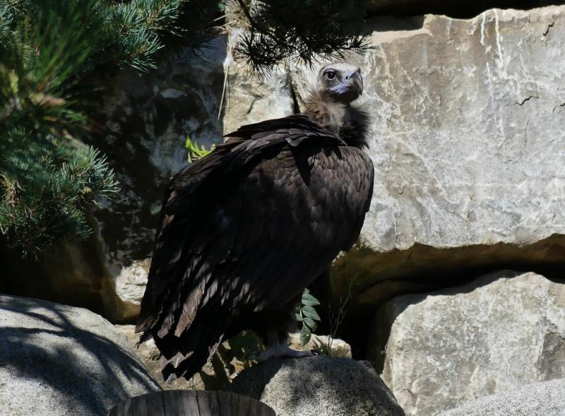 Vautour moine (Aegypius monachus)