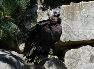 Vautour moine (Aegypius monachus)