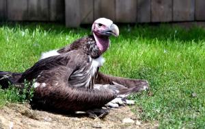 Vautour oricou (Torgos tracheliotos)