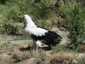 Vautour palmiste (Gypohierax angolensis)