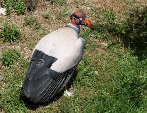 Vautour pape (Sarcoramphus papa)