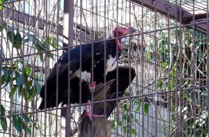 Vautour royal (Sarcogyps calvus)