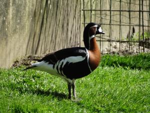 Bernache à cou roux - Ansériformes (Branta ruficollis)