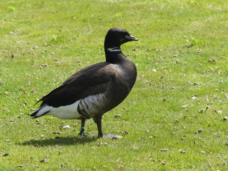 Bernache cravant (Branta bernicla)